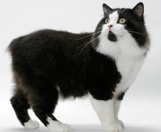 beautiful-black-and-white-manx-cat-3641234