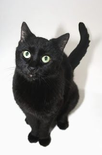 black-cat-breeds-american-shorthair-9507483
