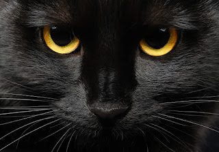 black_cat-9044864