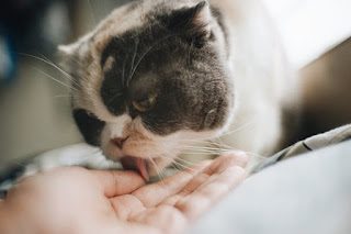 why-does-my-cat-lick-me-2-2511376